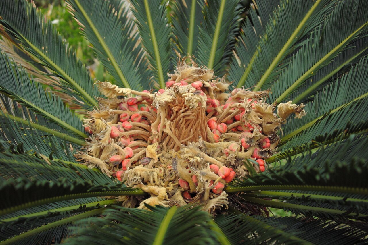 cycad flower, Bermuda