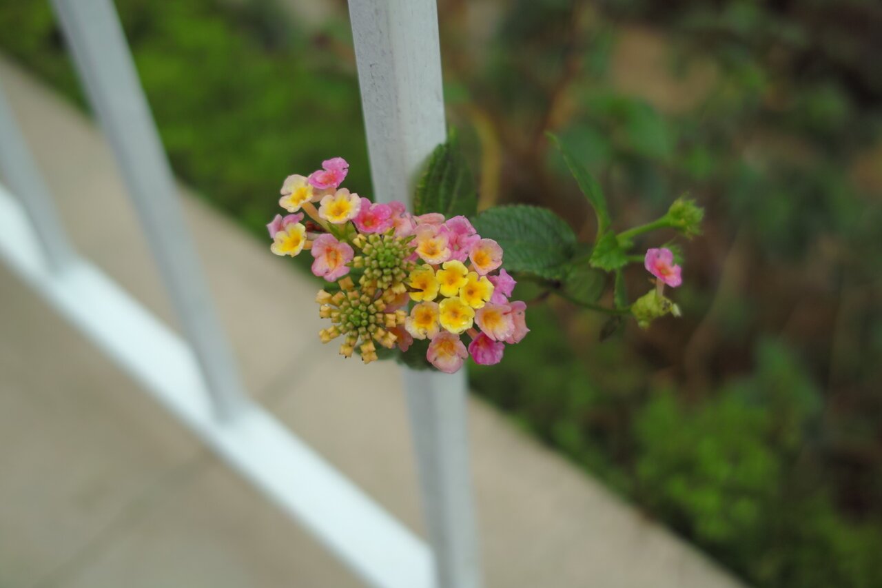 lantana flower, Bermuda