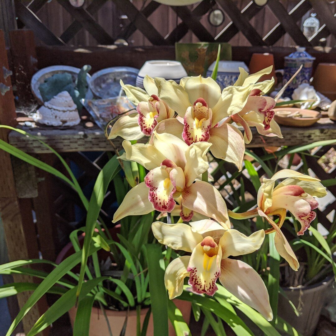 flowering orchid, San José, California