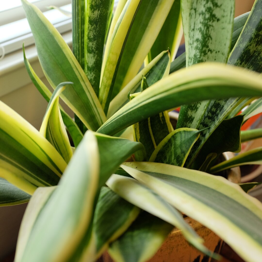 snake plant, San José, California
