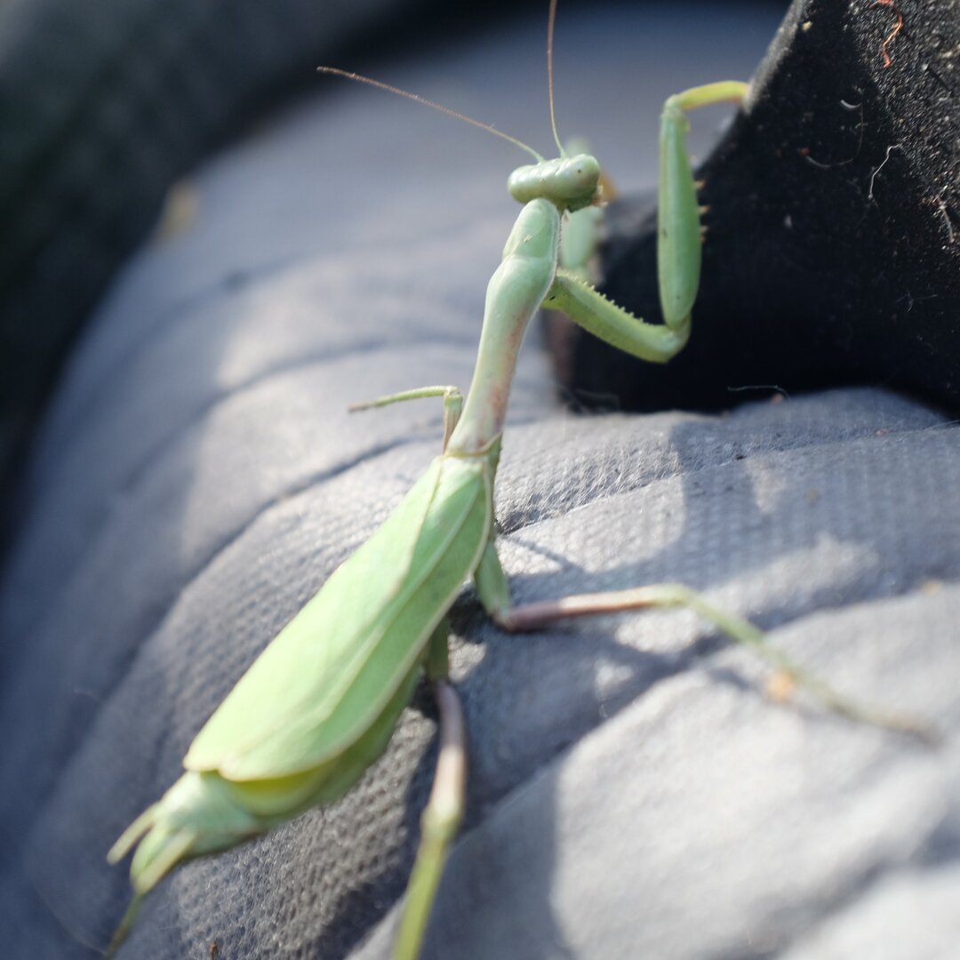 praying mantis, San José, California