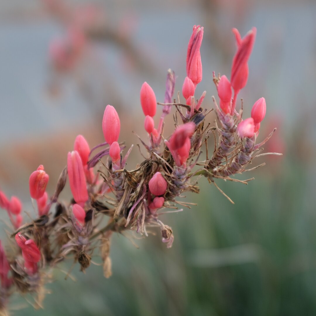 red flower buds, San José, California