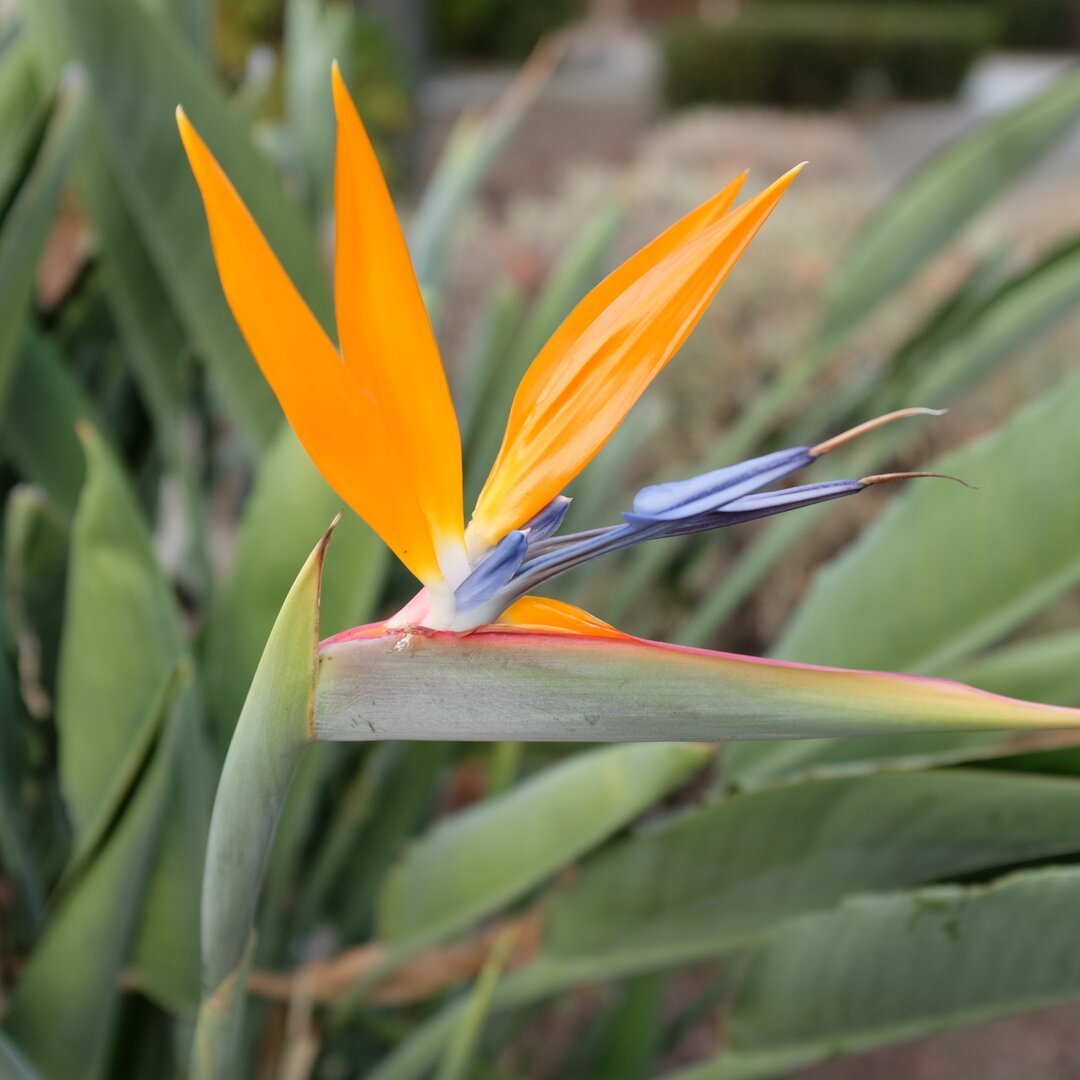 bird of paradise flower, San José, California