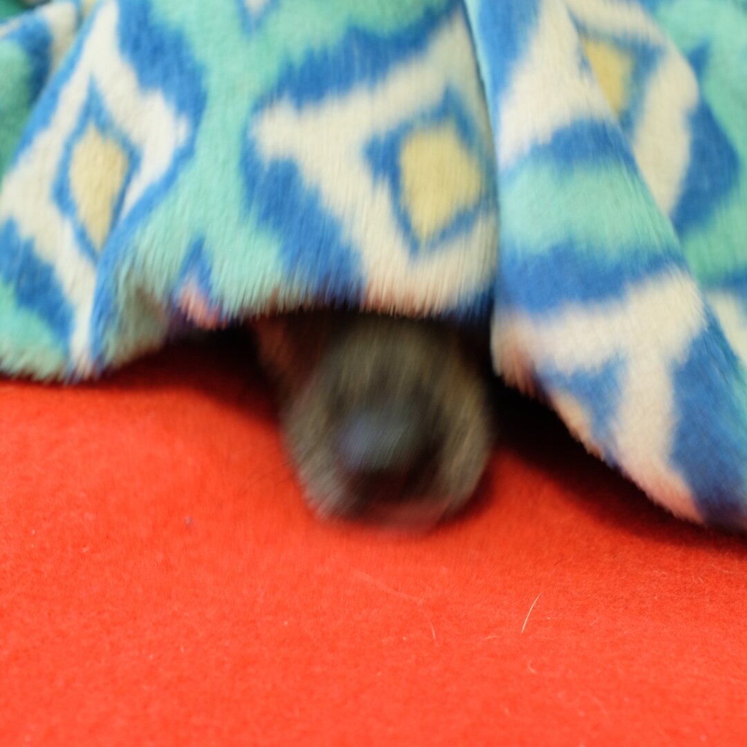 blurry dog nose sticking out from blanket, Placerville, California