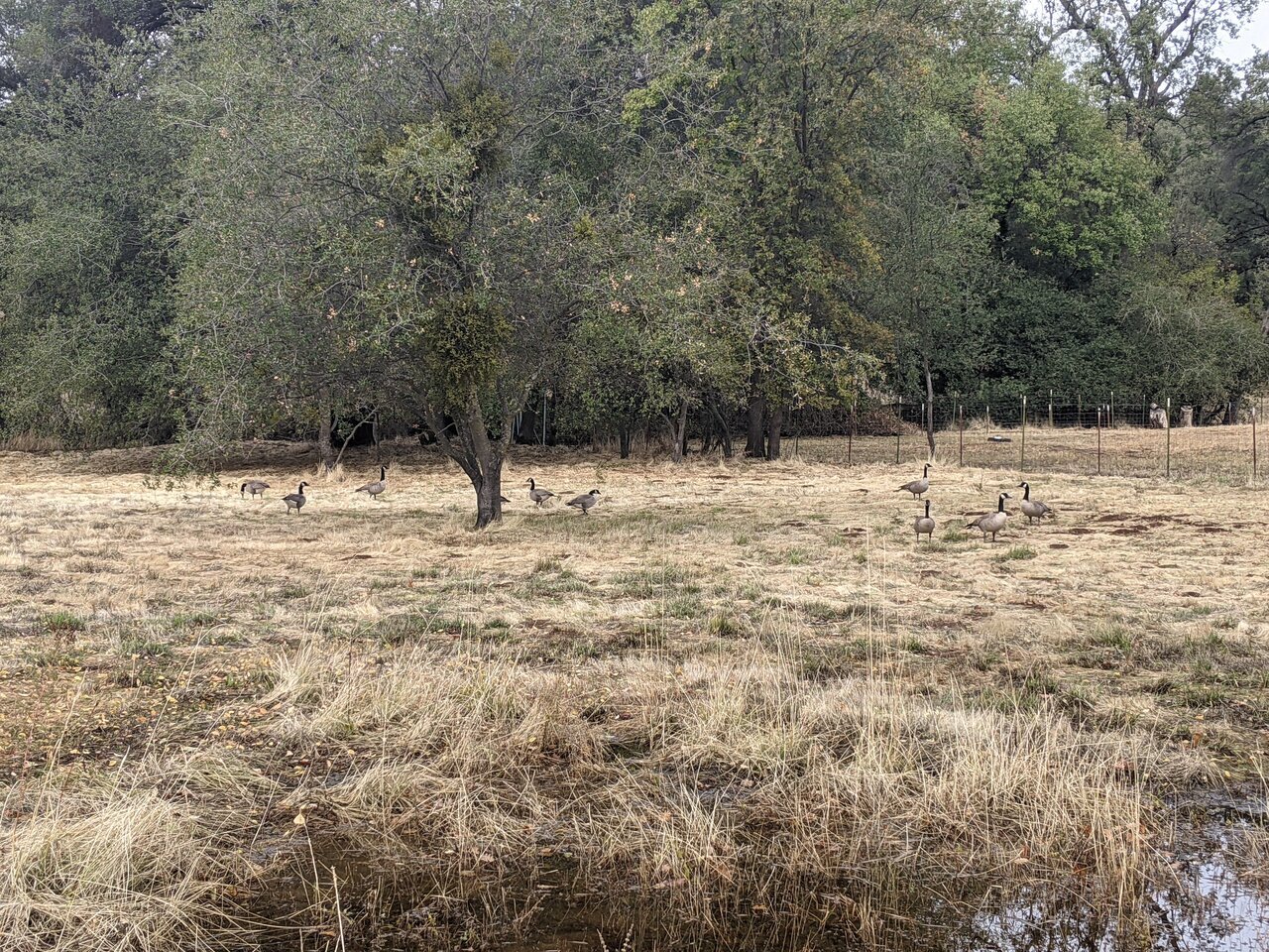 Canada Geese in a field, Placerville, California