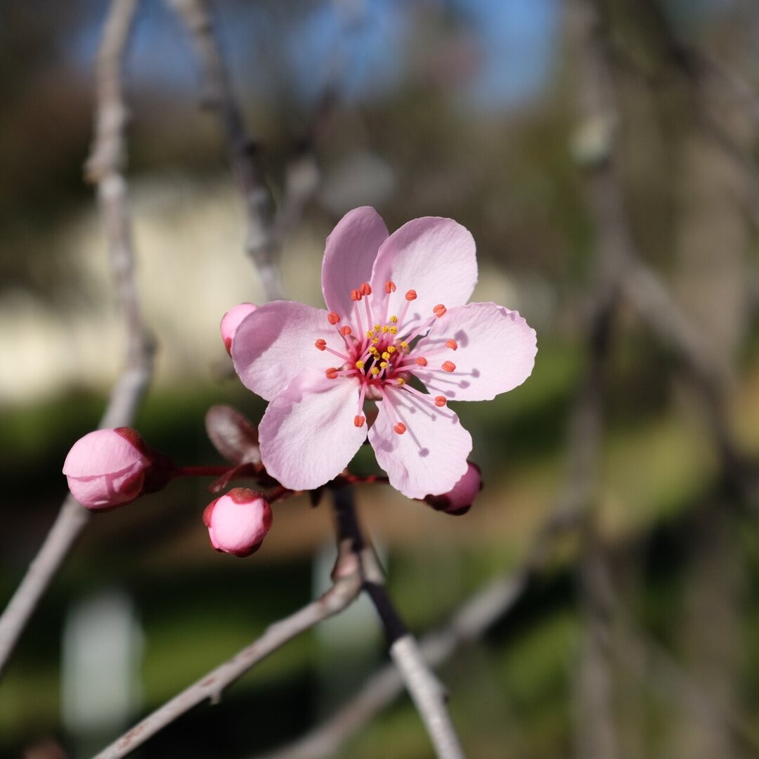 close up of a cherry blossom, Placerville, California