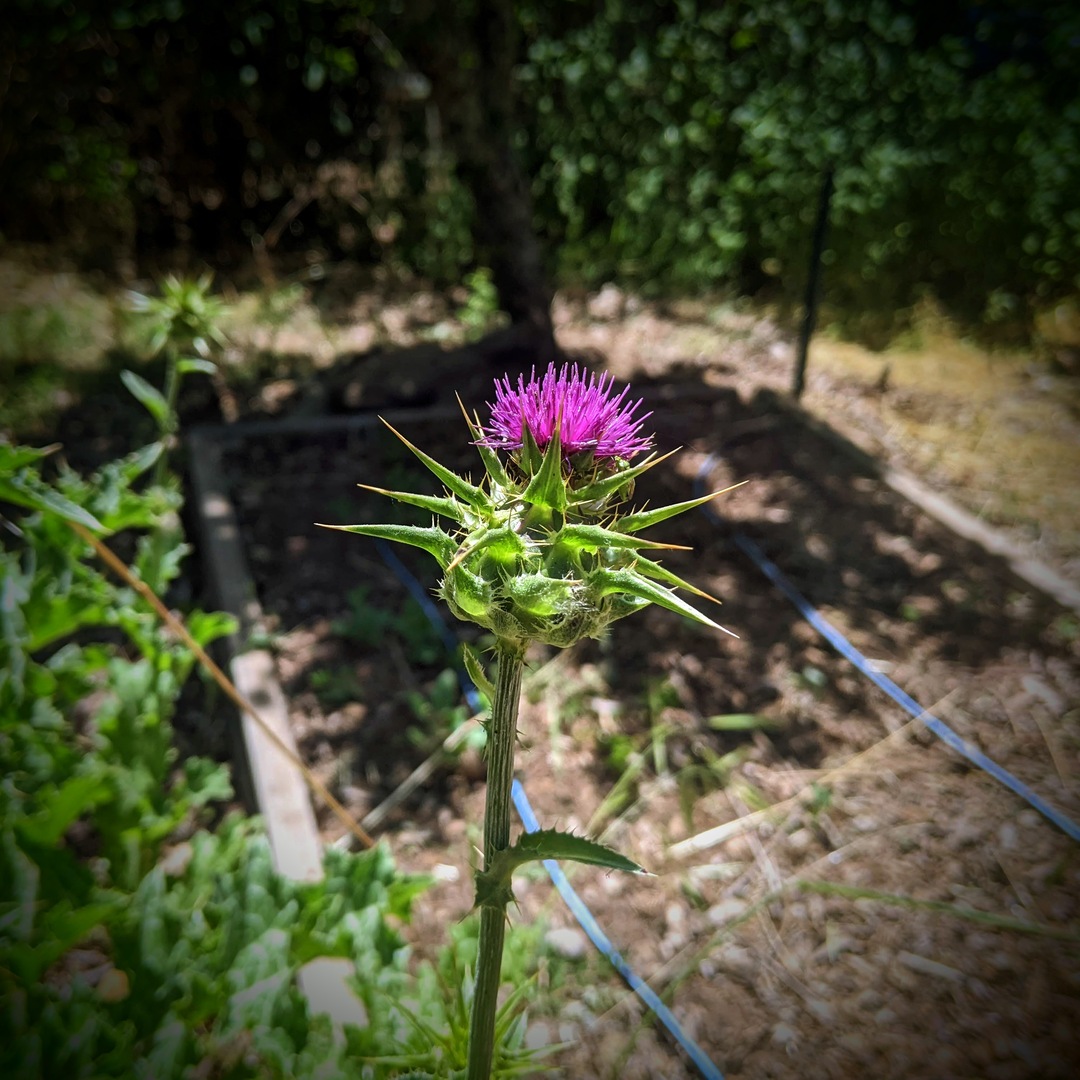 thistle bloom, Placerville, California