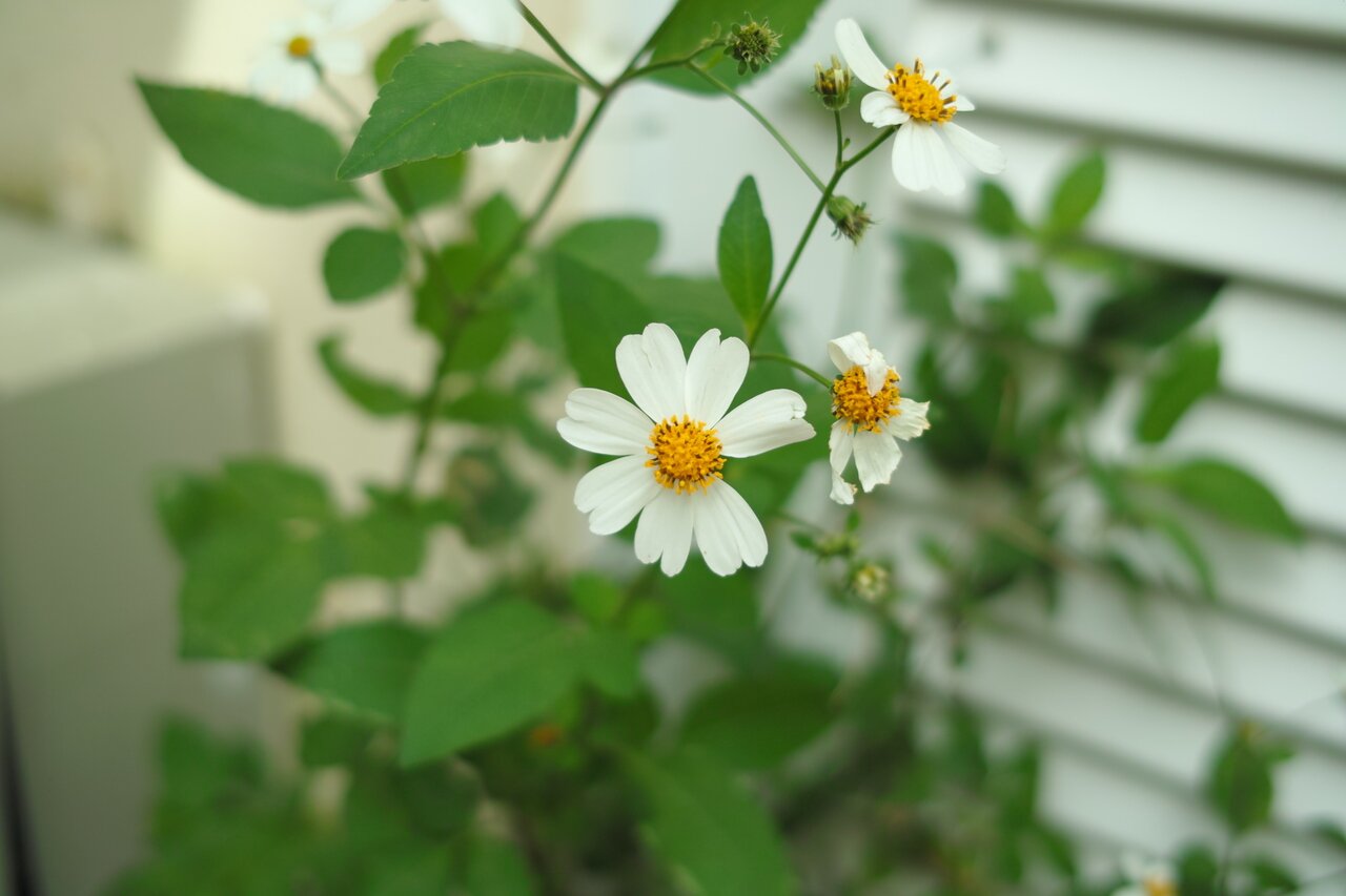 small white flower, Bermuda