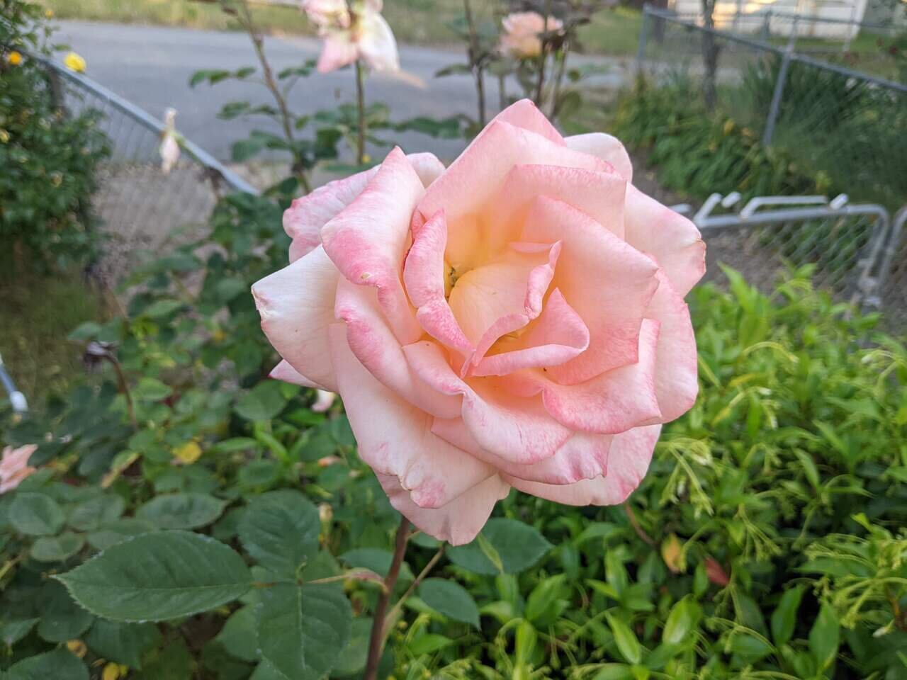 rose bloom, Placerville, California
