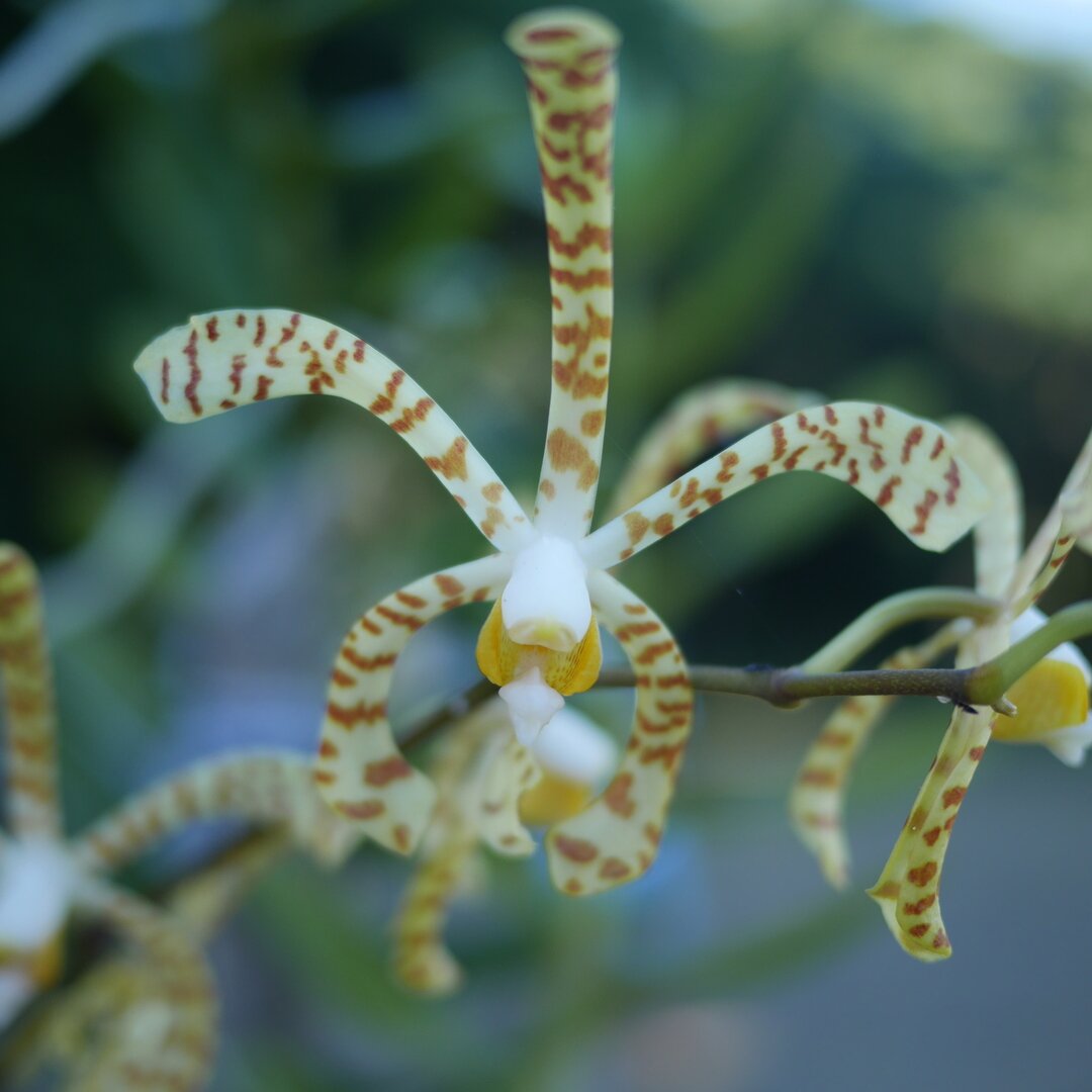 pale orchid, Fiji
