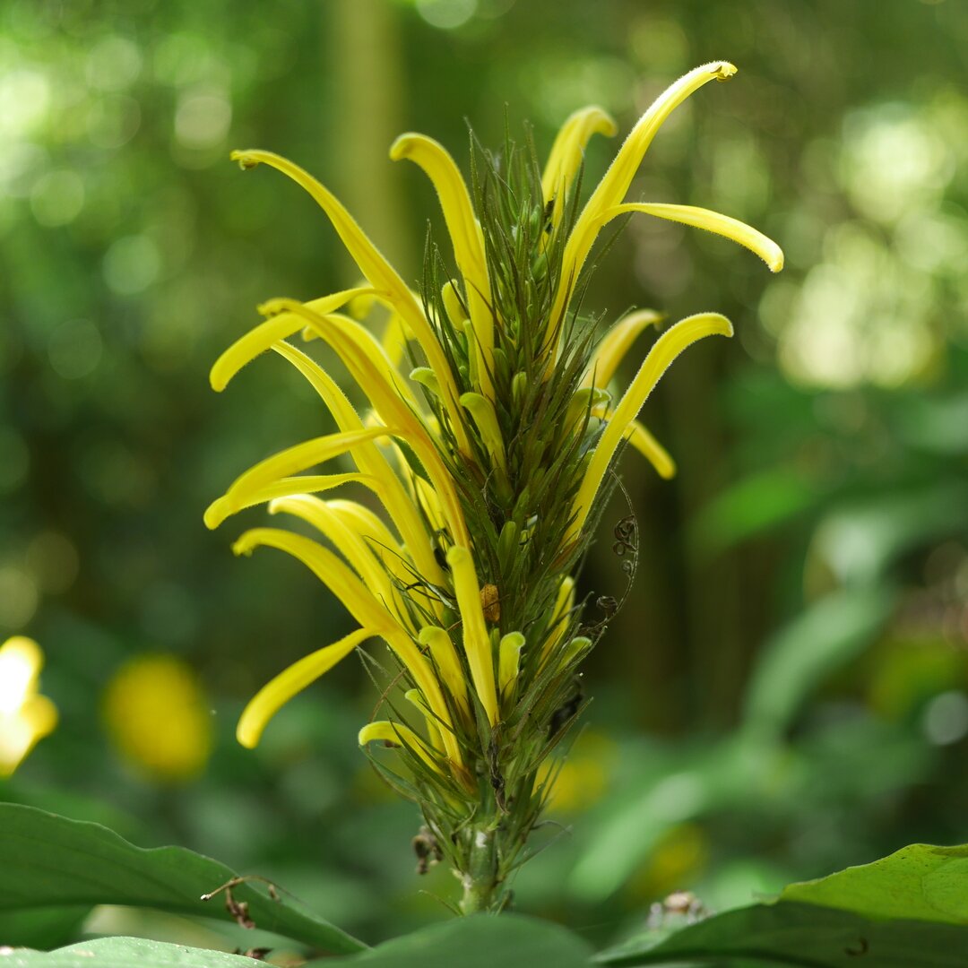 yellow brush-like flower, Fiji