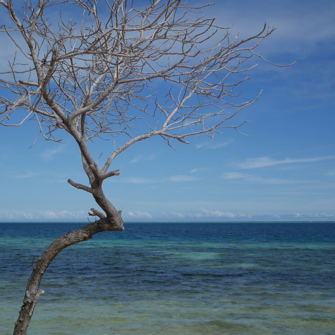 lone tree, Castaway Island, Fiji