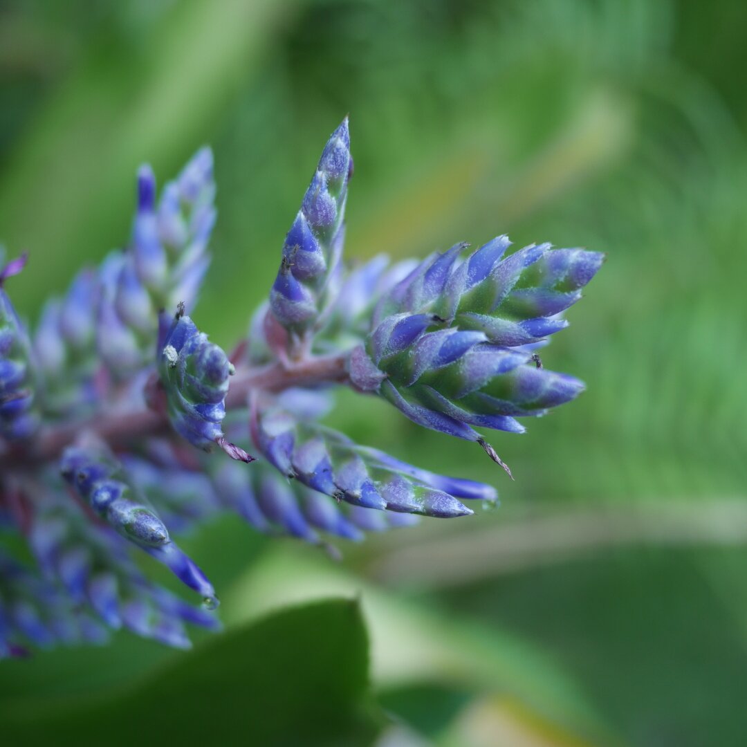 blue flower, Garden of the Sleeping Giant, Fiji