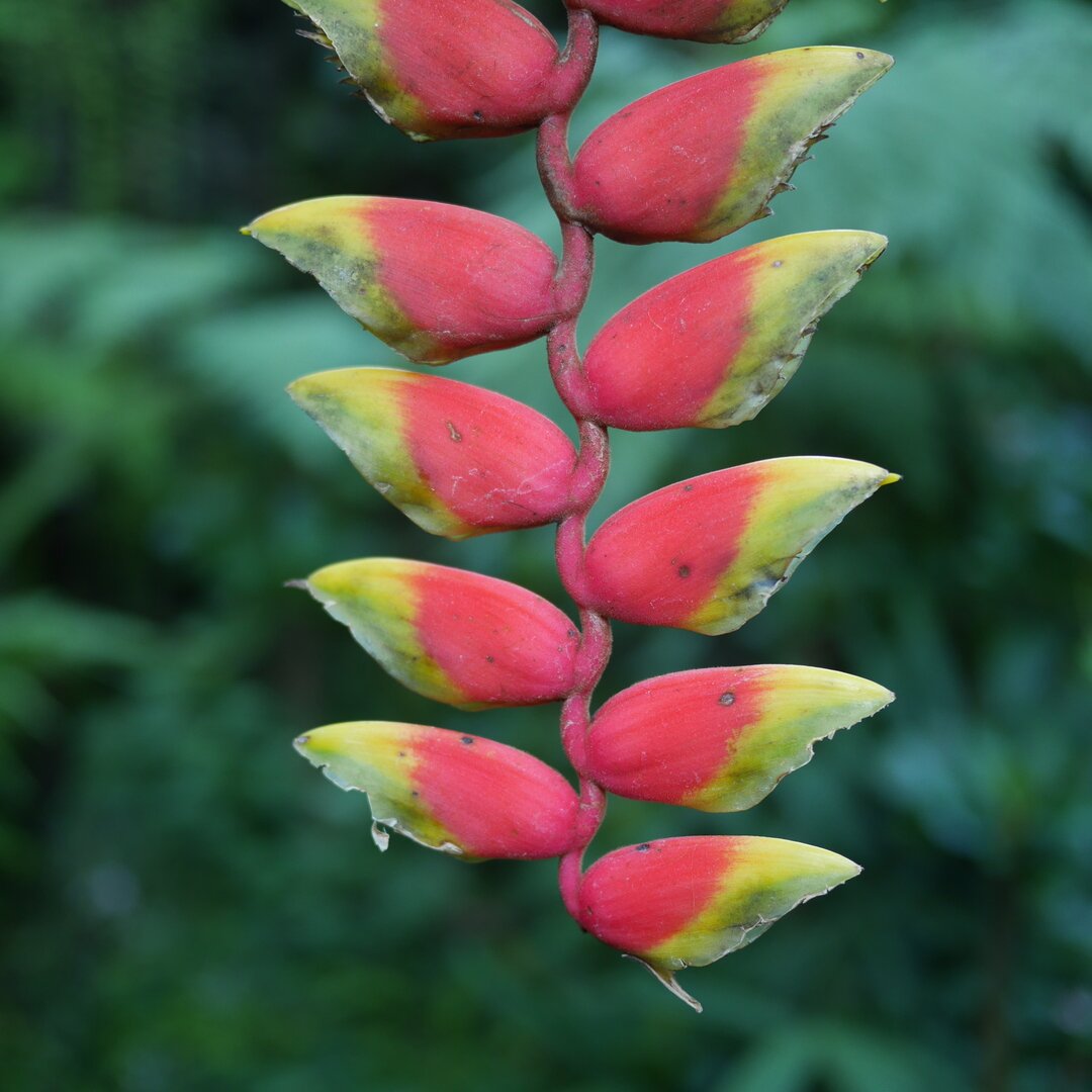 heliconia, Garden of the Sleeping Giant, Fiji