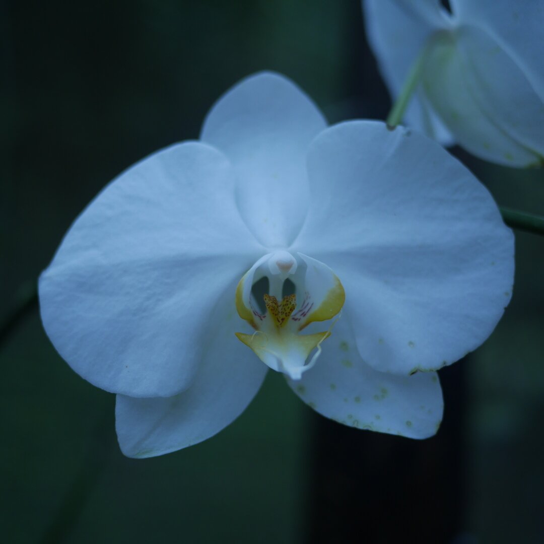 white orchid, Garden of the Sleeping Giant, Fiji