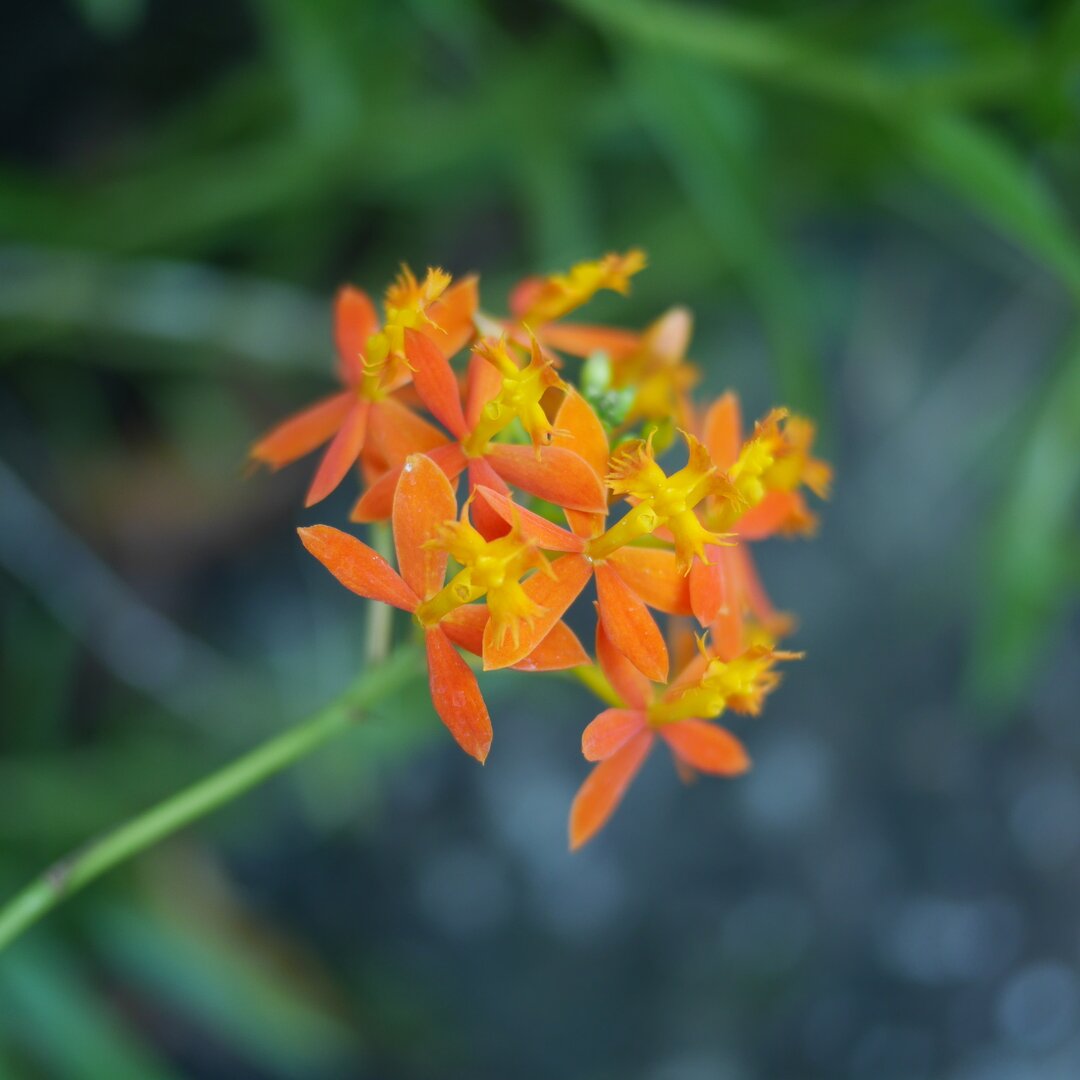 small orange orchids, Garden of the Sleeping Giant, Fiji