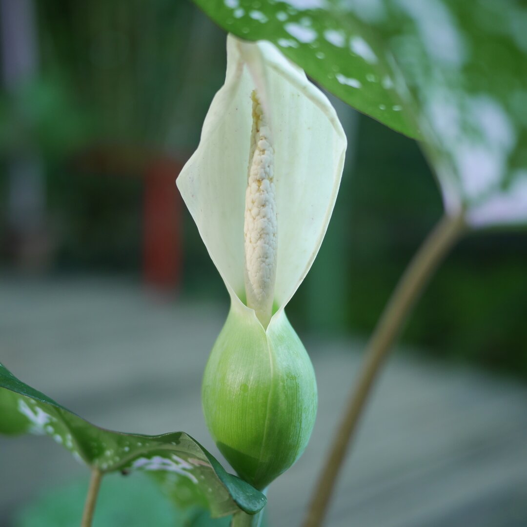 white flower, Garden of the Sleeping Giant, Fiji