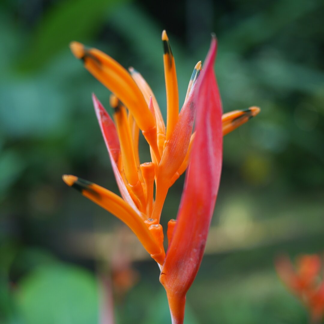 orange heliconia flower, Garden of the Sleeping Giant, Fiji