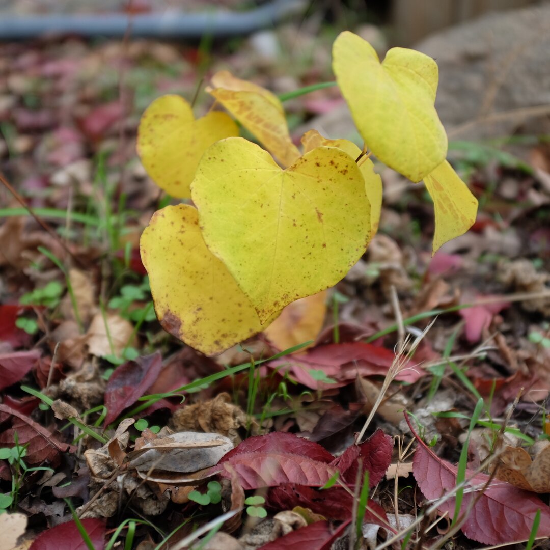 fall colors, Placerville, California
