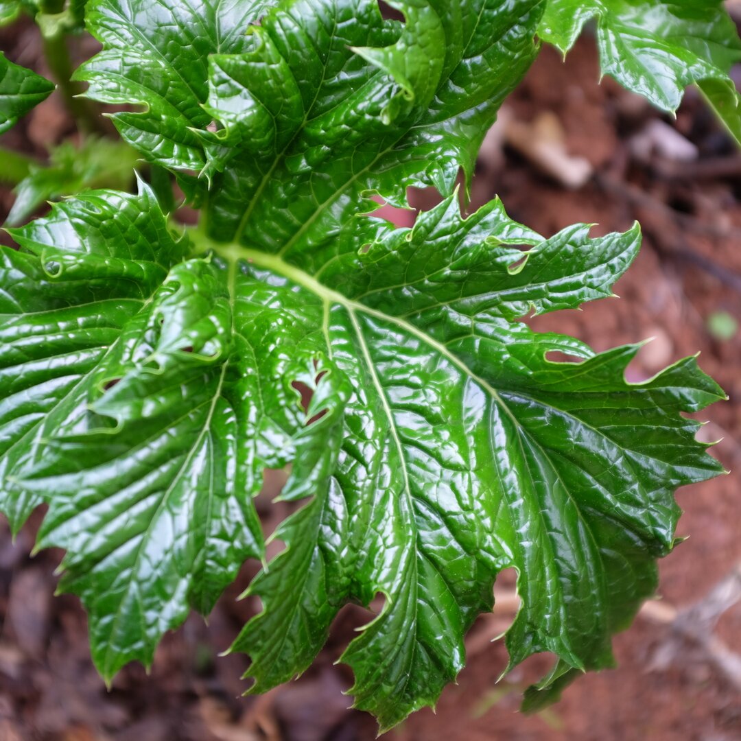 acanthus leaf, Placerville, California
