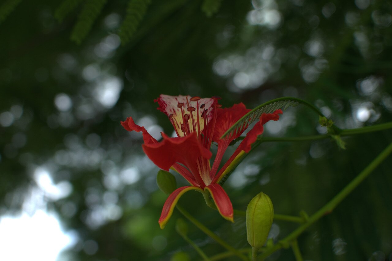 flame tree flower, Bangkok, Thailand