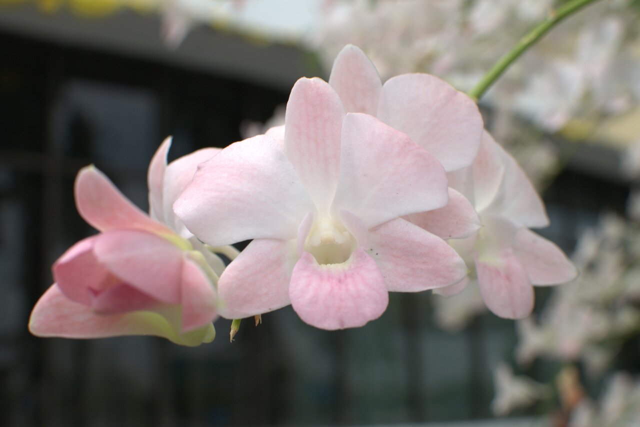 pale pink orchid, Bangkok, Thailand