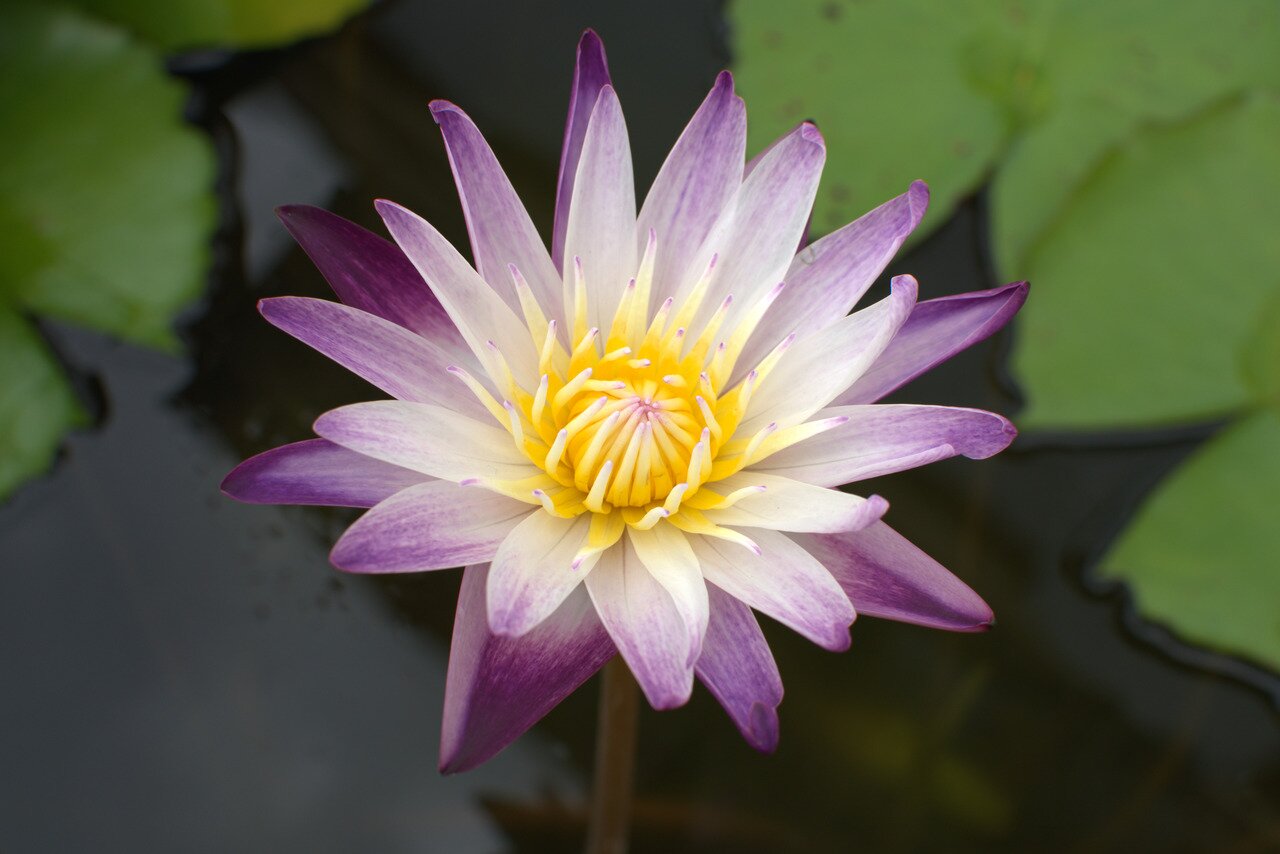 water lily, Wat Pho, Bangkok, Thailand