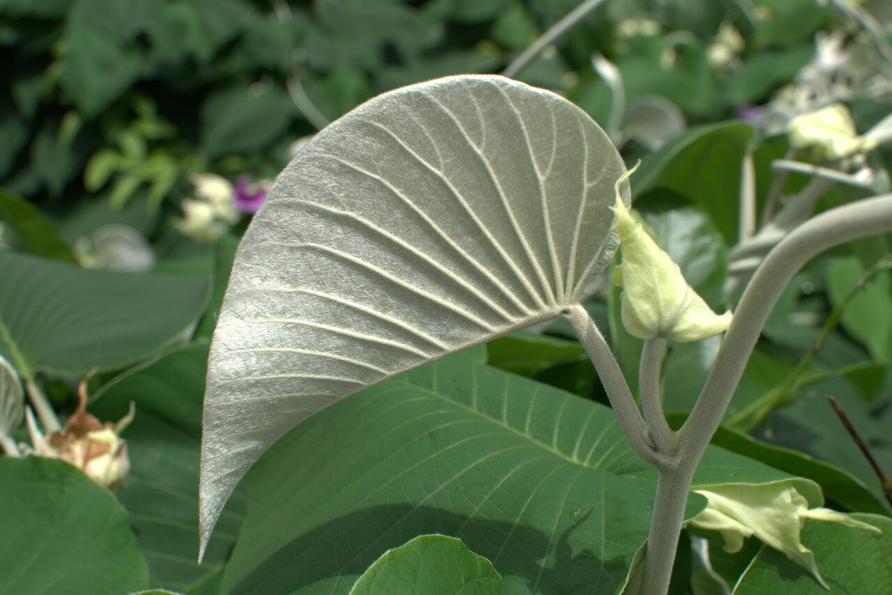 underside of water lily leaf, Bangkok, Thailand