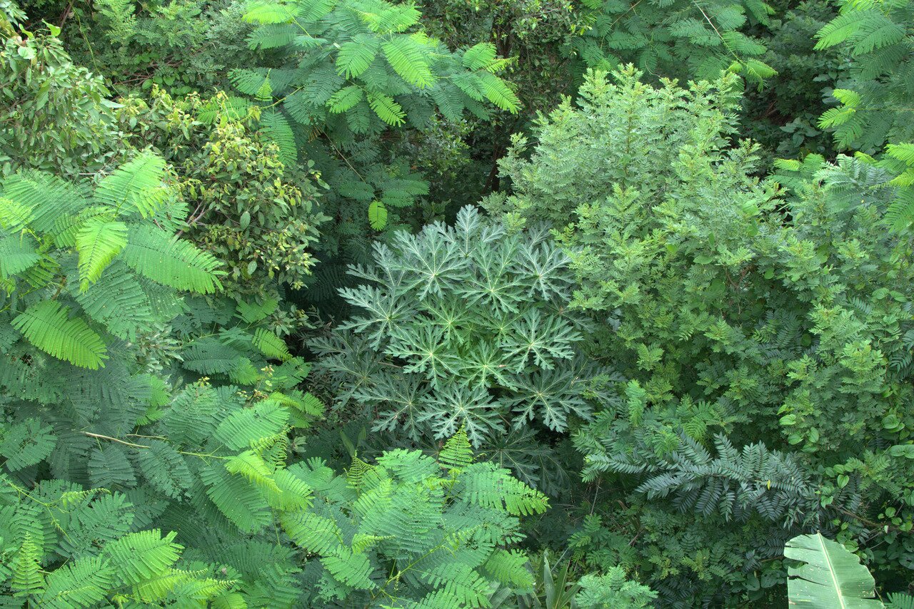 looking down, Chiang Mai, Thailand