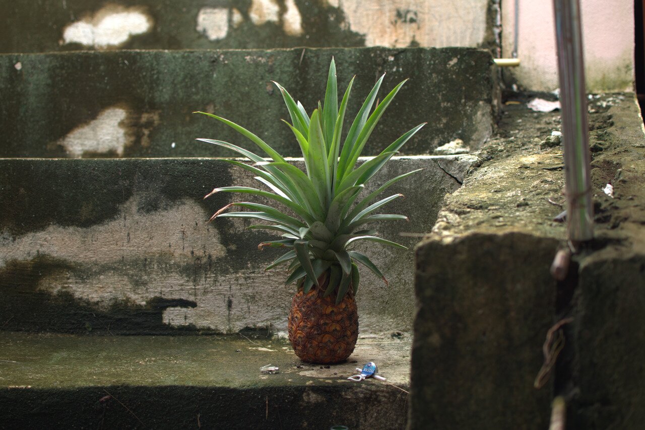pineapple, Mekong River, Thailand