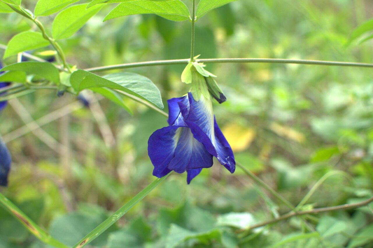 intensely blue, Mekong River, Thailand