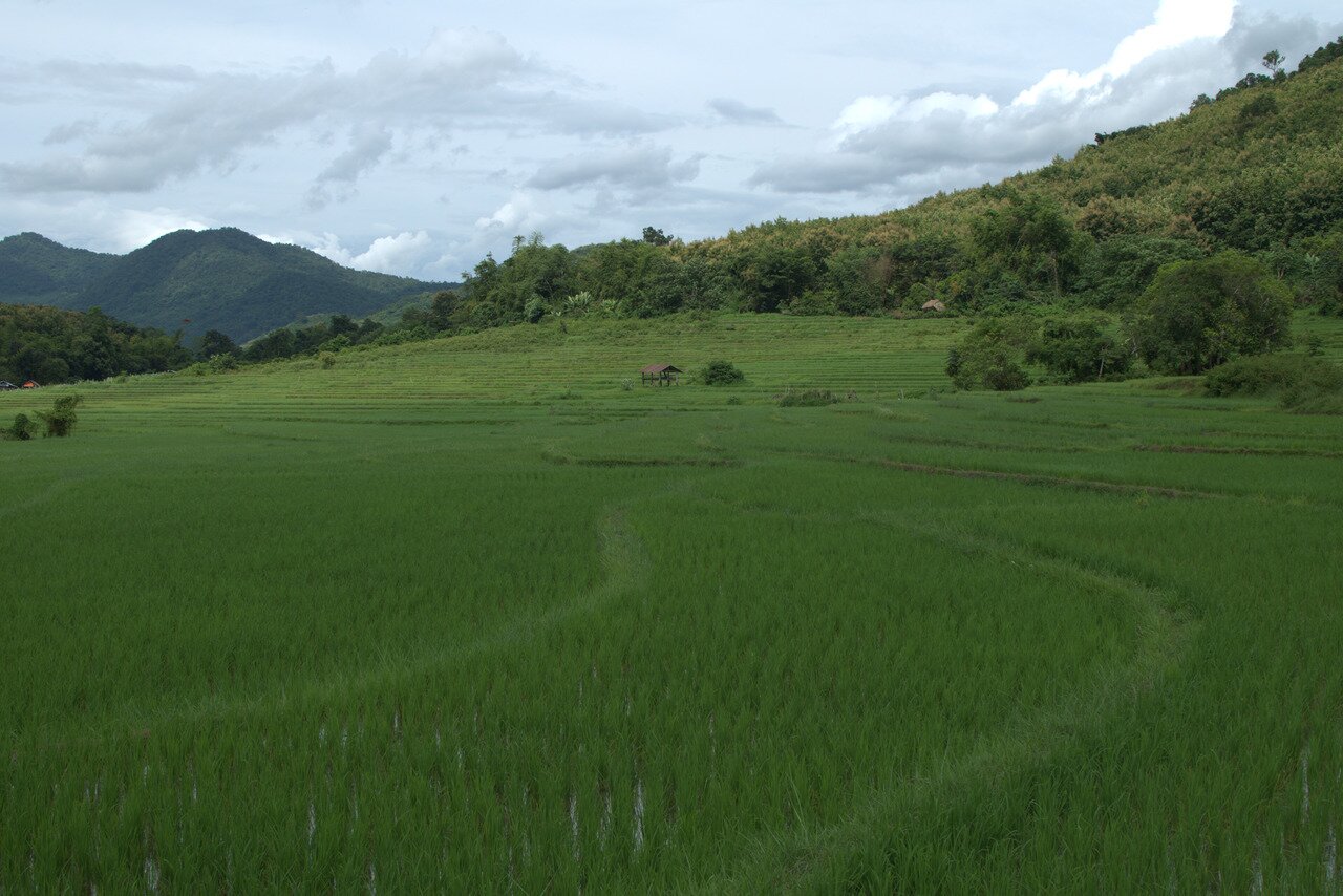rice field, Laos