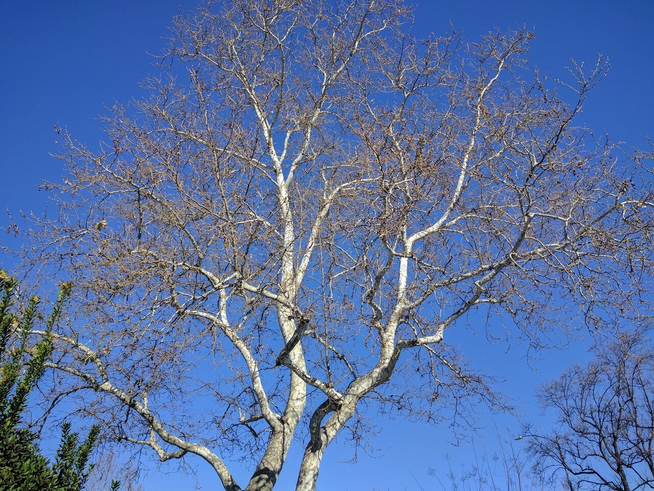 bare tree and blue sky, San José, California