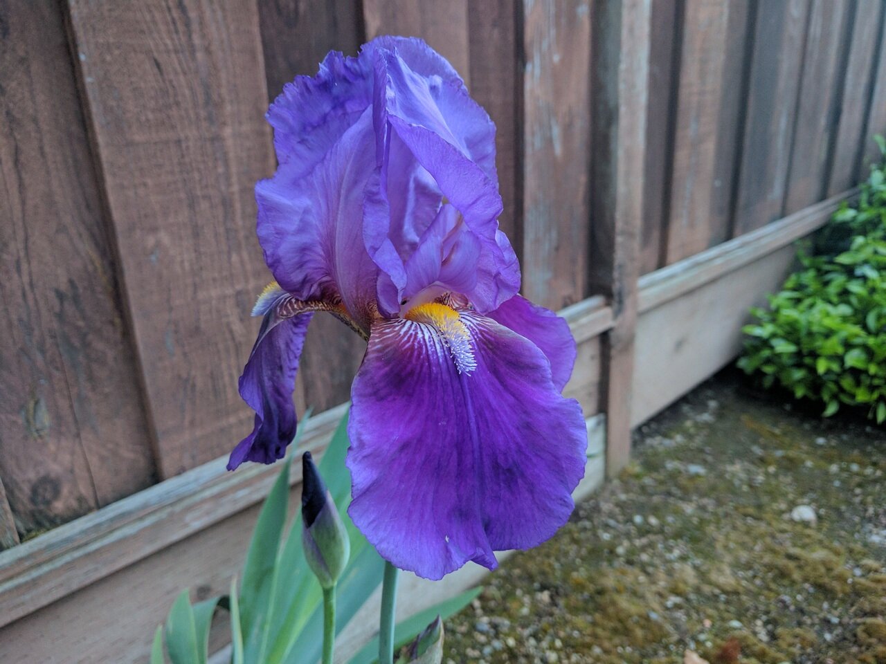 bearded iris, San José, California