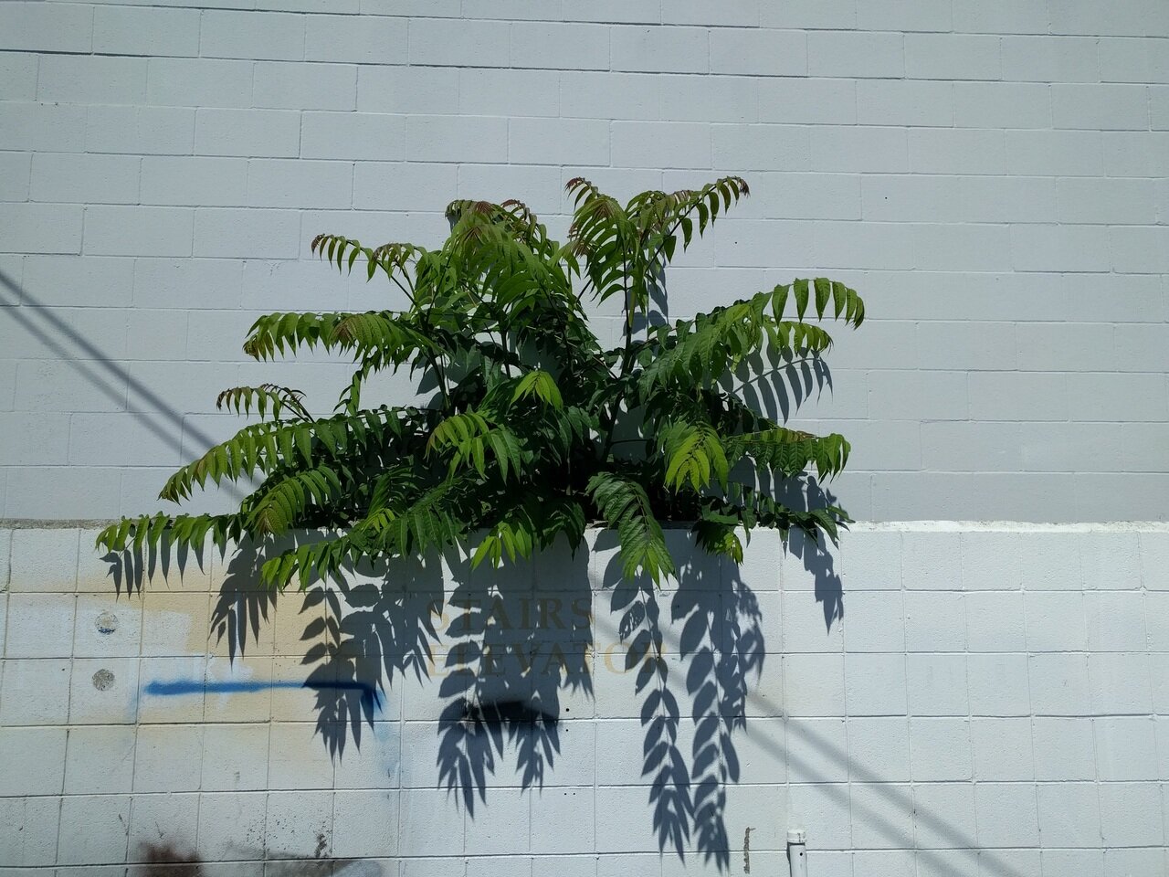 weed tree, San José, California