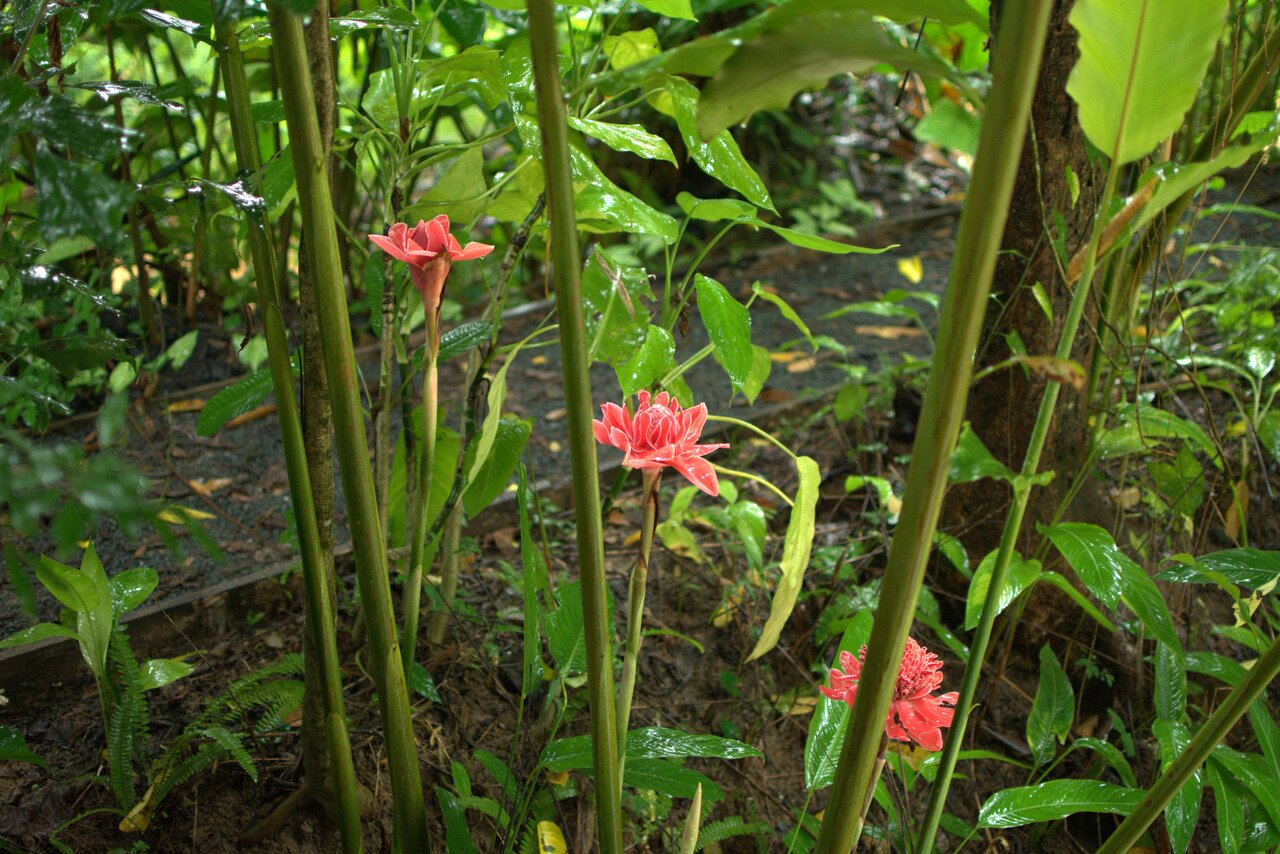 red ginger flowers, Luang Prabang, Laos