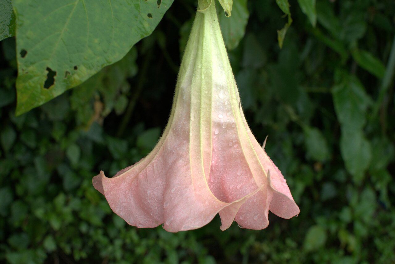 pink trumpet flower, Luang Prabang, Laos