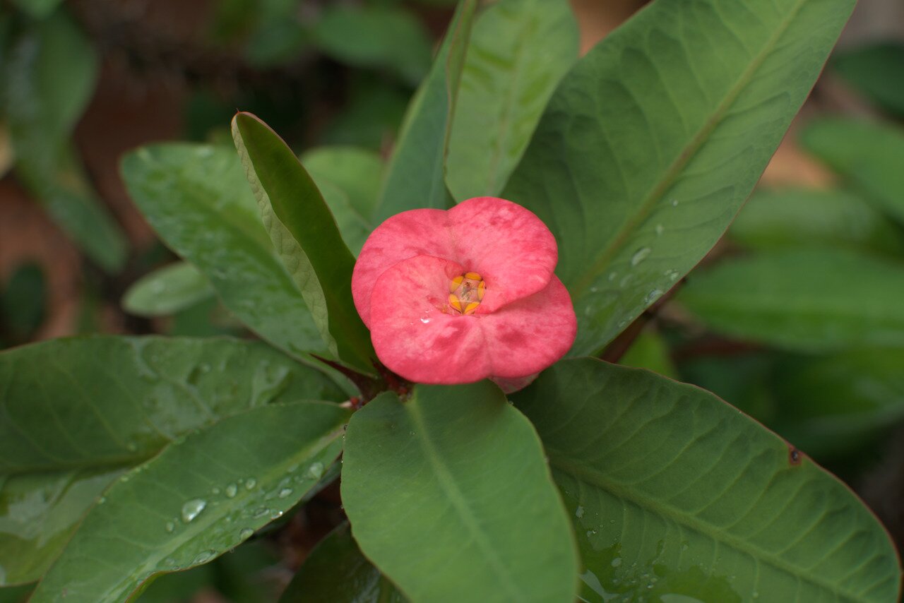 crown of thorns, Vientiane, Laos