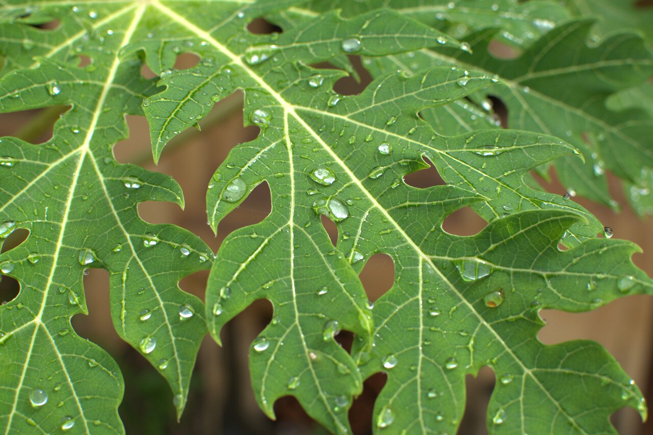 papaya leaf, Vientiane, Laos
