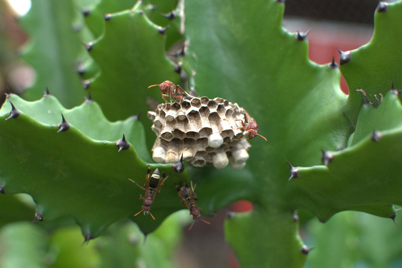 wasps and cactus, Vientiane, Laos