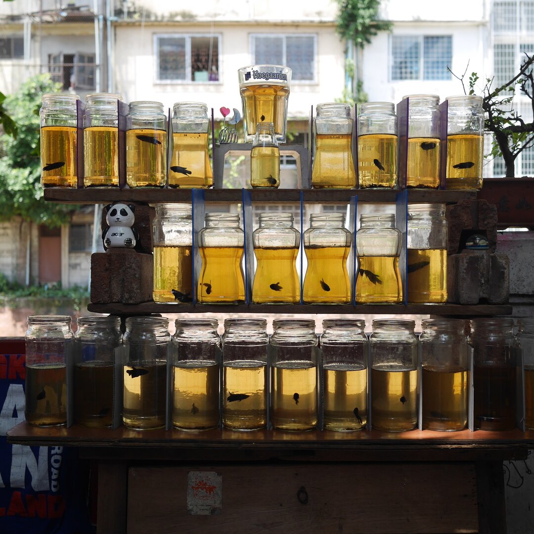 fish in jars, Bangkok, Thailand