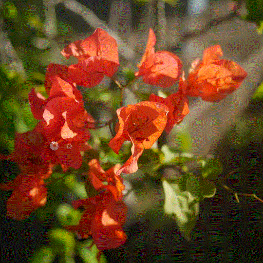 red bougainvillea, Vanuatu
