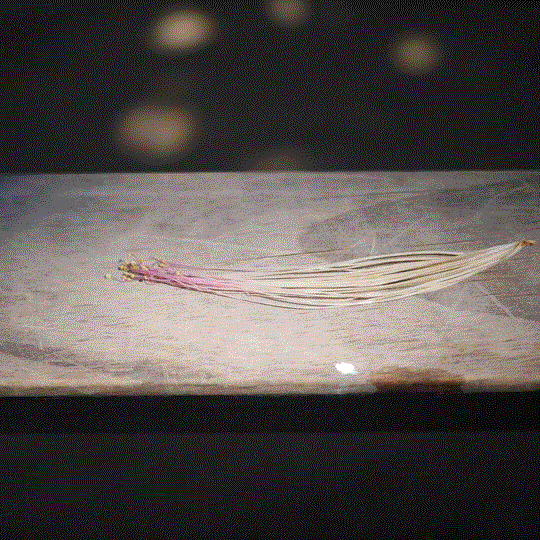 spray of stamens, Vanuatu