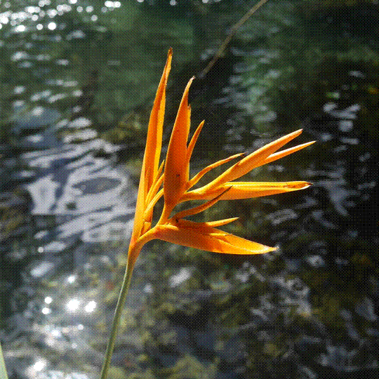 false bird of paradise flower, Vanuatu