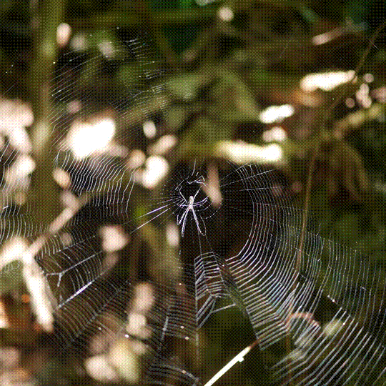 small spider and its web, Vanuatu