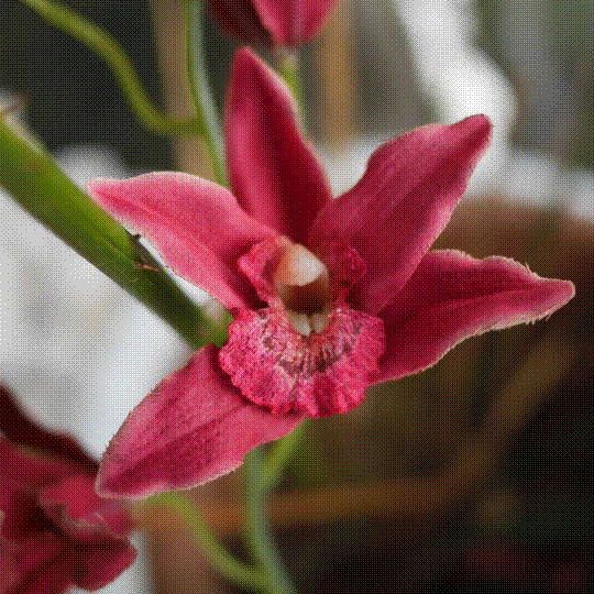 fake red orchid, Solomon Islands