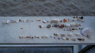 shell collection, Savo Sunset Lodge, Solomon Islands