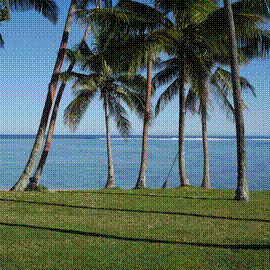 palm trees, Tambua Sands Beach Resort, Fiji