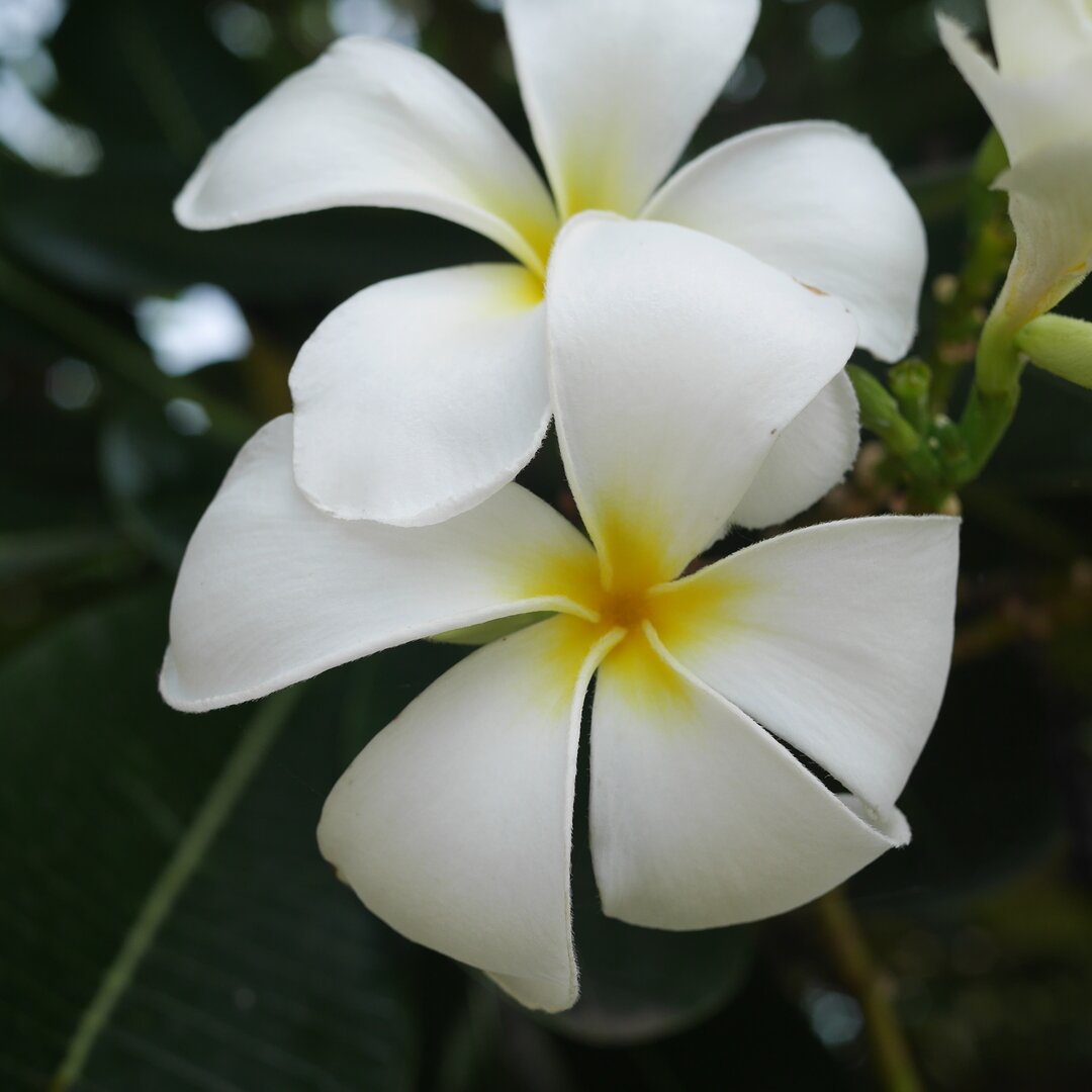 plumeria, Sukhothai, Thailand