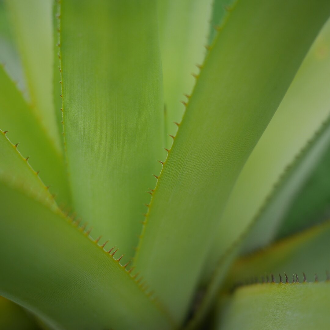 spiky leaf, Sukhothai, Thailand